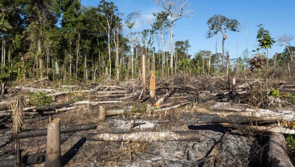 Crime organizado aparece como um novo componente do desmatamento e da grilagem de terras na Amazônia, revela Meio Ambiente